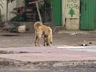 Cão feral em zona urbana