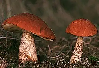 Leccinum aurantiacum