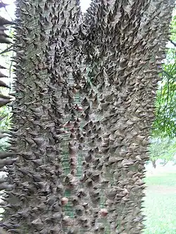 Esta enorme paineira manteve os acúleos.