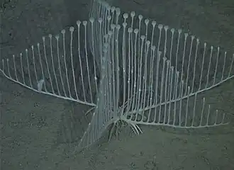 Chondrocladia lyra em seu habitat natural. Foto de MBARI, 2012.