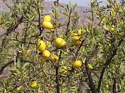 Frutos da Argania spinosa