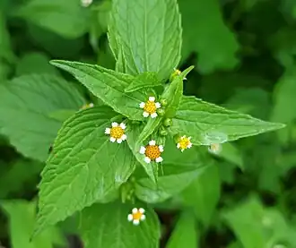 Galinsoga parviflora
