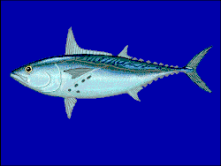 Euthynnus alletteratus