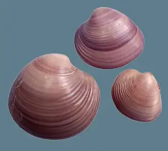 Três valvas da concha de E. purpurata, coletadas na praia da Enseada, Guarujá, São Paulo, Brasil, sem o animal, entre 1988-1989.