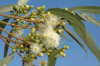 botões florais e flores
