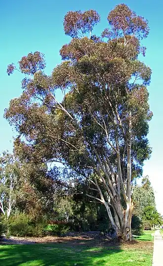 Eucalyptus cladocalyx