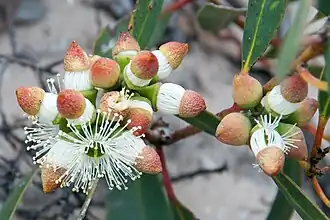 Eucalyptus cosmophylla, Ilha dos Cangurus, Austrália Meridional