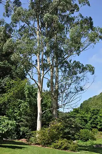 Eucalyptus dalrympleana em um jardim botânico em Brest, na França