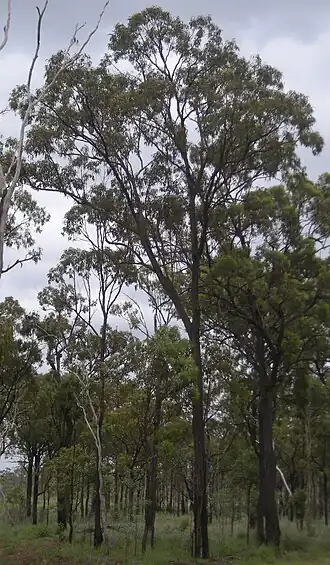 Hábito do Eucalyptus fibrosa próximo a Canoona&nbsp;[en], Queensland