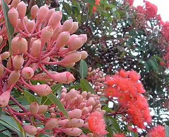 Antese de Corymbia ficifolia.