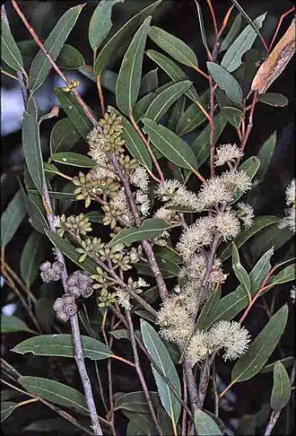 Folhagem, flores e frutos de Eucalyptus globoidea no Jardim Botânico Nacional da Austrália&nbsp;[en]
