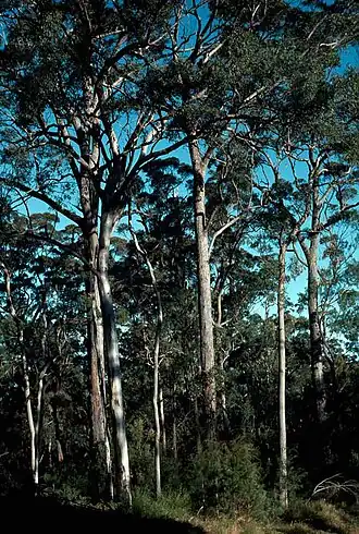 Eucalyptus longirostrata no Parque Nacional de Blackdown Tableland&nbsp;[en]