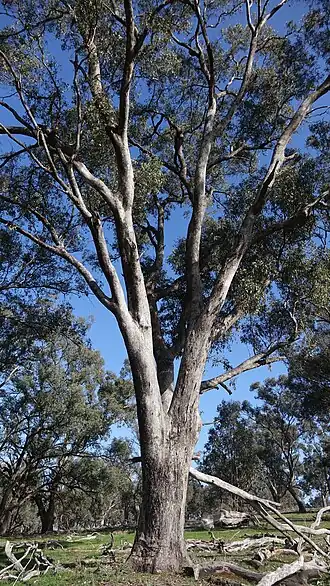 Eucalyptus microcarpa perto de Dookie, Victoria