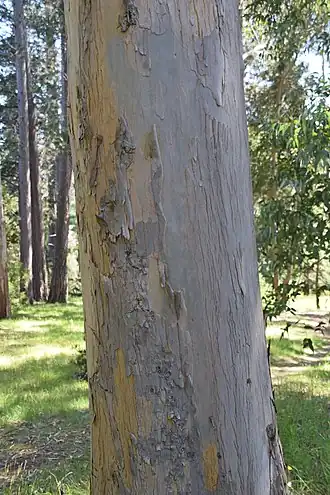 Tronco de Eucalyptus nitida