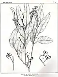 Desenho de Margaret Flockton&nbsp;[en] em Forest Flora de Joseph Henry Maiden