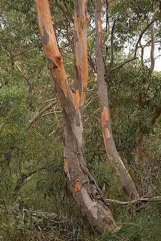 Eucalyptus punctata no Parque Nacional Heathcote