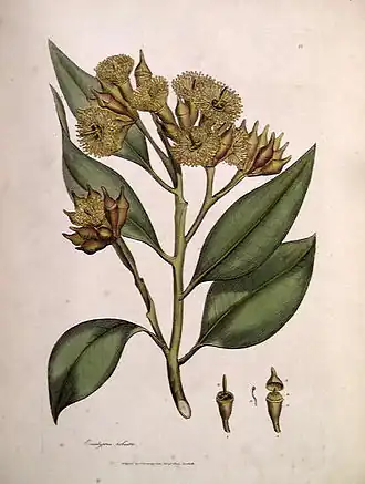 E.&nbsp;robusta por James Sowerby, de James Edward Smith's 1793 A Specimen of the Botany of New Holland