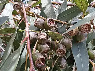 Eucalyptus cosmophylla, Jardim Botânico de Cranbourne&nbsp;[en], Victoria