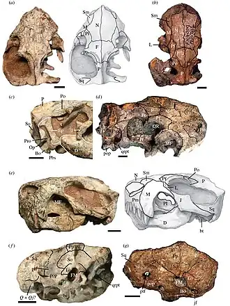Crânio de E. liuyudongi do topo (a), lados (c, e) e dorso (f), e crânios de E. mirabilis do topo (b; BP/1/4009), lado (d; NHMUK R5696) e dorso (g; NHMUK R5696)