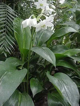 Eucharis amazonica