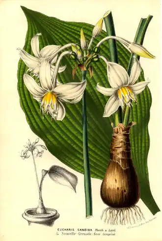 Eucharis candida[1]