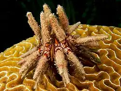 Eucidaris tribuloides.