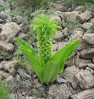 Eucomis bicolor