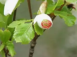 Eucryphia glutinosa.
