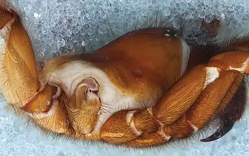 Vista lateral do cefalotórax, com a terceira perna removida