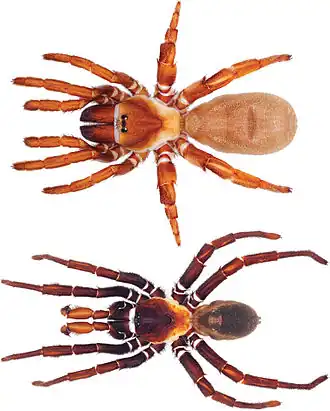 Eucteniza relata&nbsp;[en], fêmea (em cima) e macho