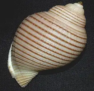 Vista superior de um espécime de Eudolium bairdii (Verrill & S. Smith, 1881)[1] coletado em Taiwan, entre 200 e 500 metros de profundidade.