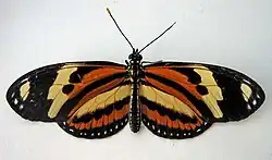 Uma borboleta Eueides isabella, ssp. dianassa, mimética de H. ethilla narcaea na região sudeste do Brasil.