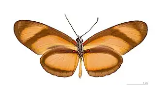 E. lybia, vista inferior.