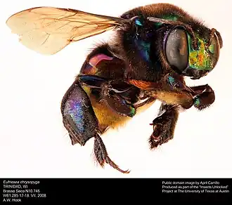 Eufriesea chrysopyga