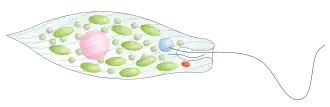 Esquema de uma Euglena sp.
