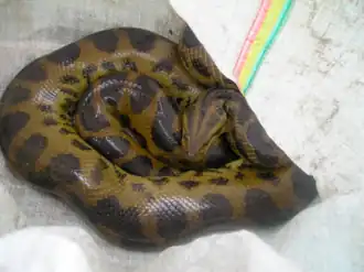 Eunectes deschauenseei