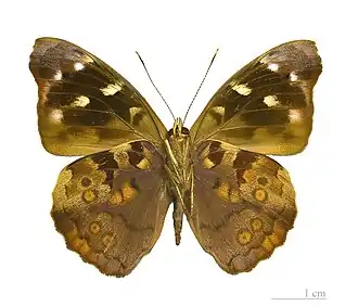 Exemplar macho de Eunica mygdonia