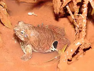 Rã-quatro-olhos (Physalaemus nattereri)