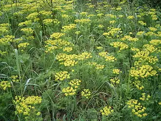 Euphorbia cyparissias.