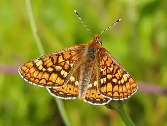 Euphydryas aurinia, Terras de Bouro, Portugal
