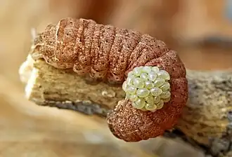 Larvas de Euplectrus sp. em uma lagarta da família Noctuidae