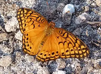 Fotografia da borboleta Euptoieta hegesia, um Argynnini da região neotropical das Américas.[1]