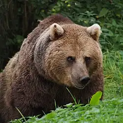 Ursus arctos arctos — Urso-pardo-europeu