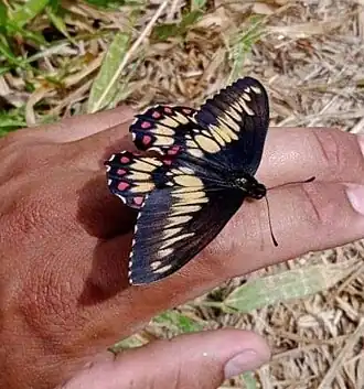 Fotografia de E. corethrus, a espécie-tipo do gênero Euryades, em Viamão, Rio Grande do Sul, Brasil.
