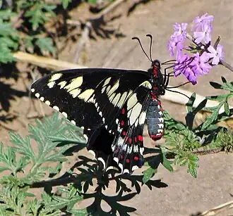 Fotografia de E. duponchelii na Argentina, se alimentando do néctar de flores.