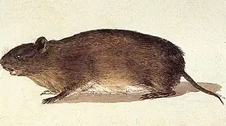 Euryzygomatomys Spinosus Guaira (Guaíra do rio) (1826), aquarela, 21.70&nbsp;cm x 17.10&nbsp;cm, Acervo da Academia de Ciências de São Petersburgo