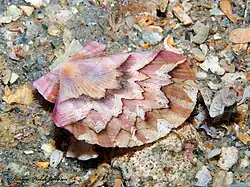 Valva achatada de Euvola ziczac[23] e seu padrão em zigue-zague.