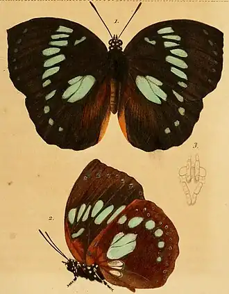 Ilustração, feita pela Société entomologique de France, de Charaxes madagascariensis (ex E. madagascariensis). Era a única espécie do gênero Euxanthe nativa de Madagáscar.[1]
