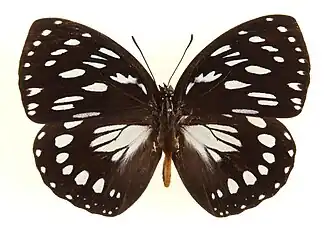 C. eurinome (ex Euxanthe eurinome), espécie-tipo do ex gênero Euxanthe.[10]