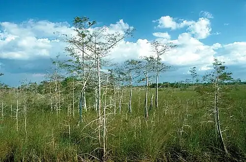 Uma imagem do Parque Nacional Everglades, uma grande área úmida minerotrófica localizada nos Estados Unidos.
